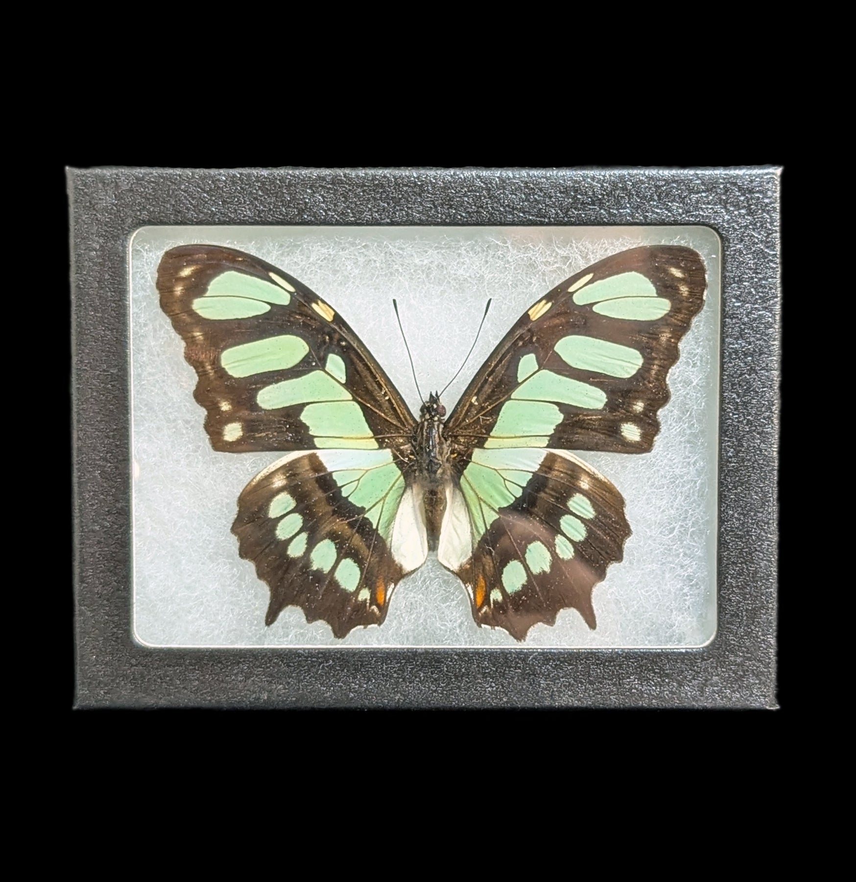 Riker Mounted Malachite Butterfly Specimen - Framed Real Butterfly Display for Home Decor, Nature Lovers Gift, Entomology Collection - Perfect for Wall Art, Science Classroom, or Office Décor