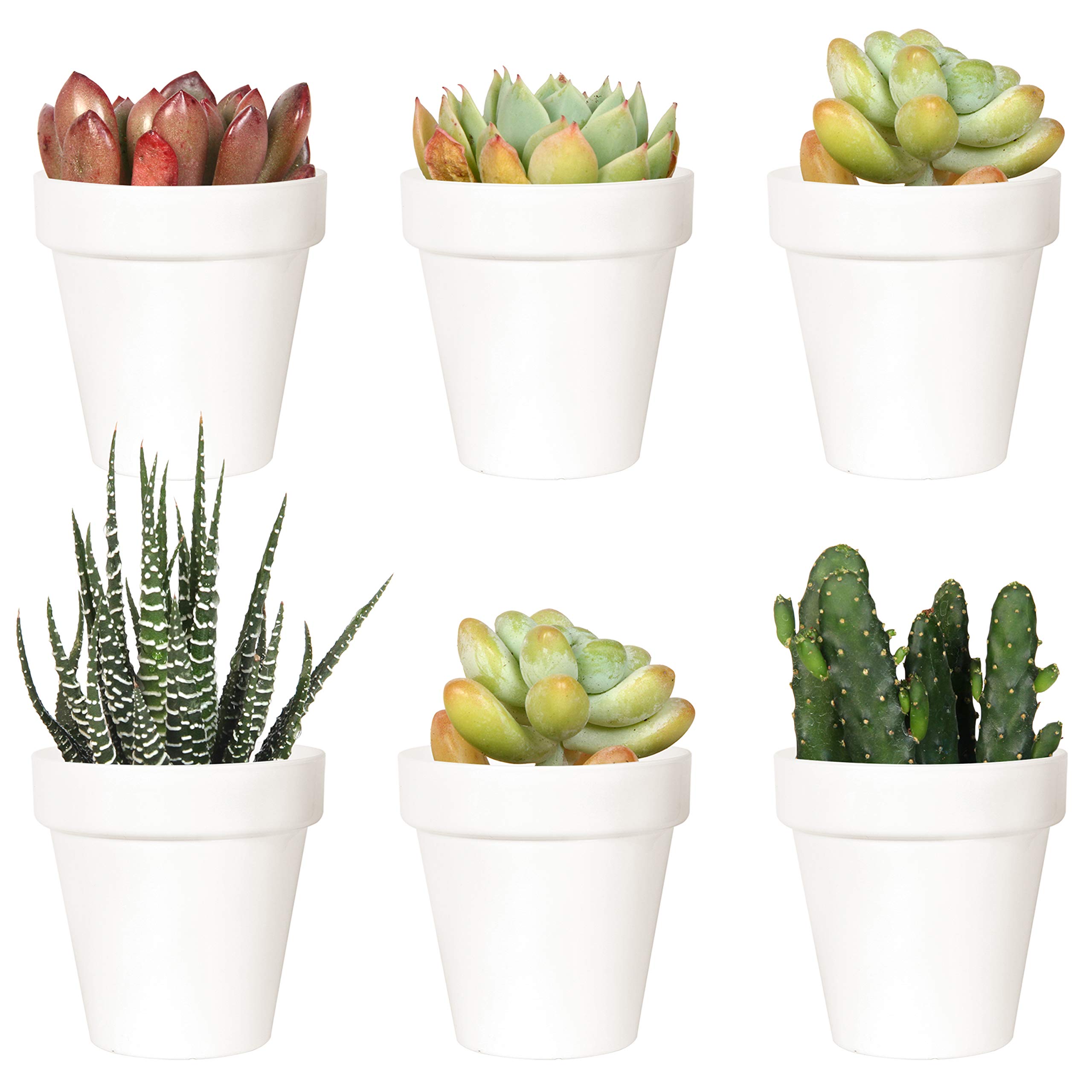 Youngever 10 Pack 3 Inch Mini Plastic Plant Pots with Drainage Holes - White Small Flower Pots for Indoor Plants, Herbs, Succulents, Cacti - Perfect for Windowsill Decor, Kitchen Herb Garden, Office Desk Plants (No Plants Included)