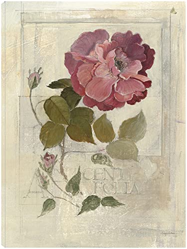 Centifolia Rose Crop