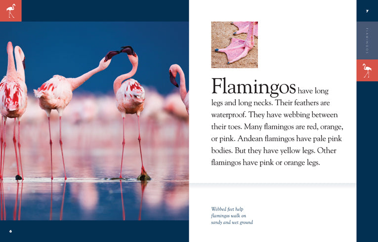 Amazing Animals (2014) - Flamingos Documentary | Wildlife Nature Film for Bird Lovers & Educational Use in Classrooms