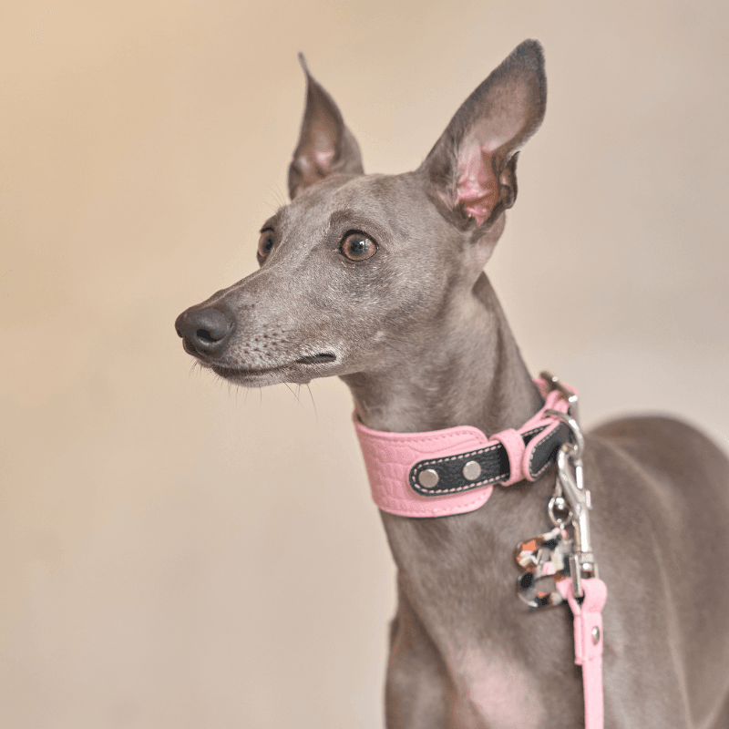 Premium Flamingo Print Leather Dog Collar - Adjustable & Stylish Pet Accessory for Small & Medium Dogs - Perfect for Walks, Training & Fashion