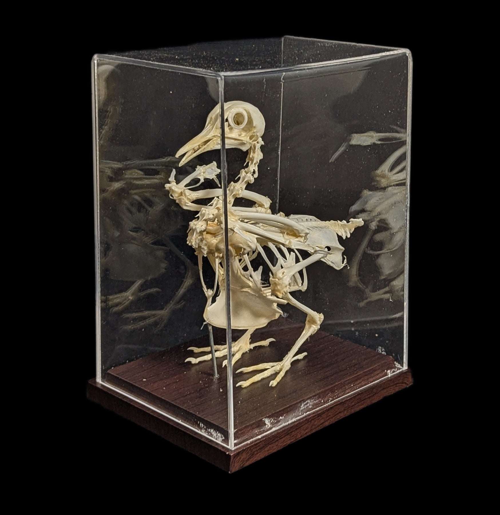 Articulated Pigeon Skeleton - Realistic Bird Anatomy Model for Science Education, Halloween Decor & Gothic Display - Perfect for Classrooms, Labs & Dark Aesthetic Home Decor
