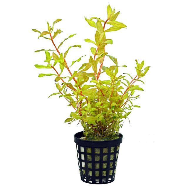 TCulture Nesaea Pedicellata Golden Live Aquarium Plant (Pot) - Perfect for Freshwater Fish Tanks, Aquascaping & Aquatic Decor