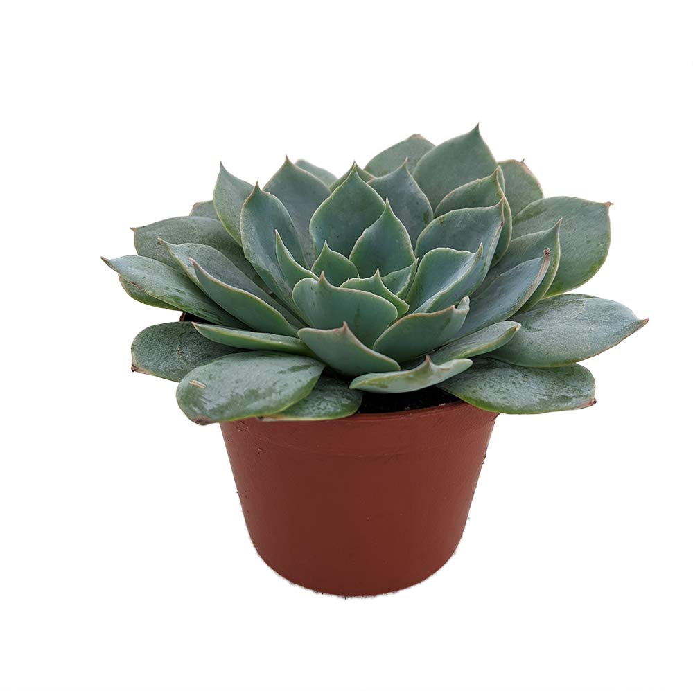 Caribbean Blue Desert Rose Echeveria Succulent Plant - 2.5 Inch Pot - Low Maintenance Indoor/Outdoor Houseplant - Perfect for Home Decor, Office Desk & Garden Arrangements