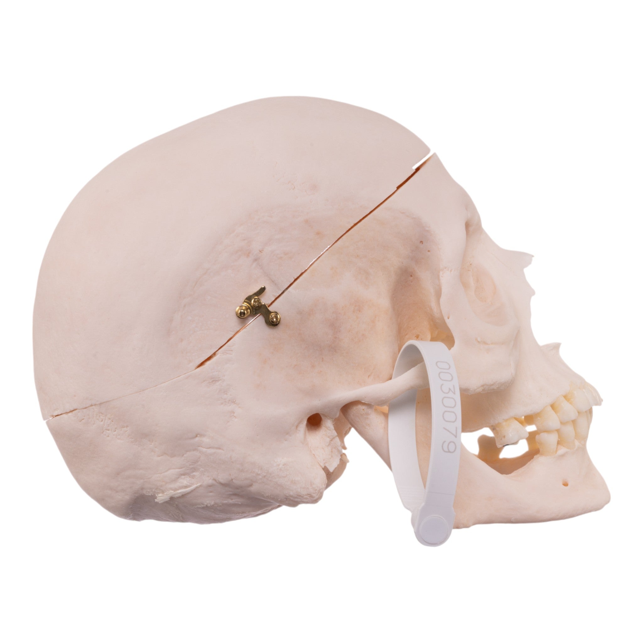 Premium Anatomical Human Skull Model - Realistic Medical & Educational Tool for Students, Doctors & Halloween Decor