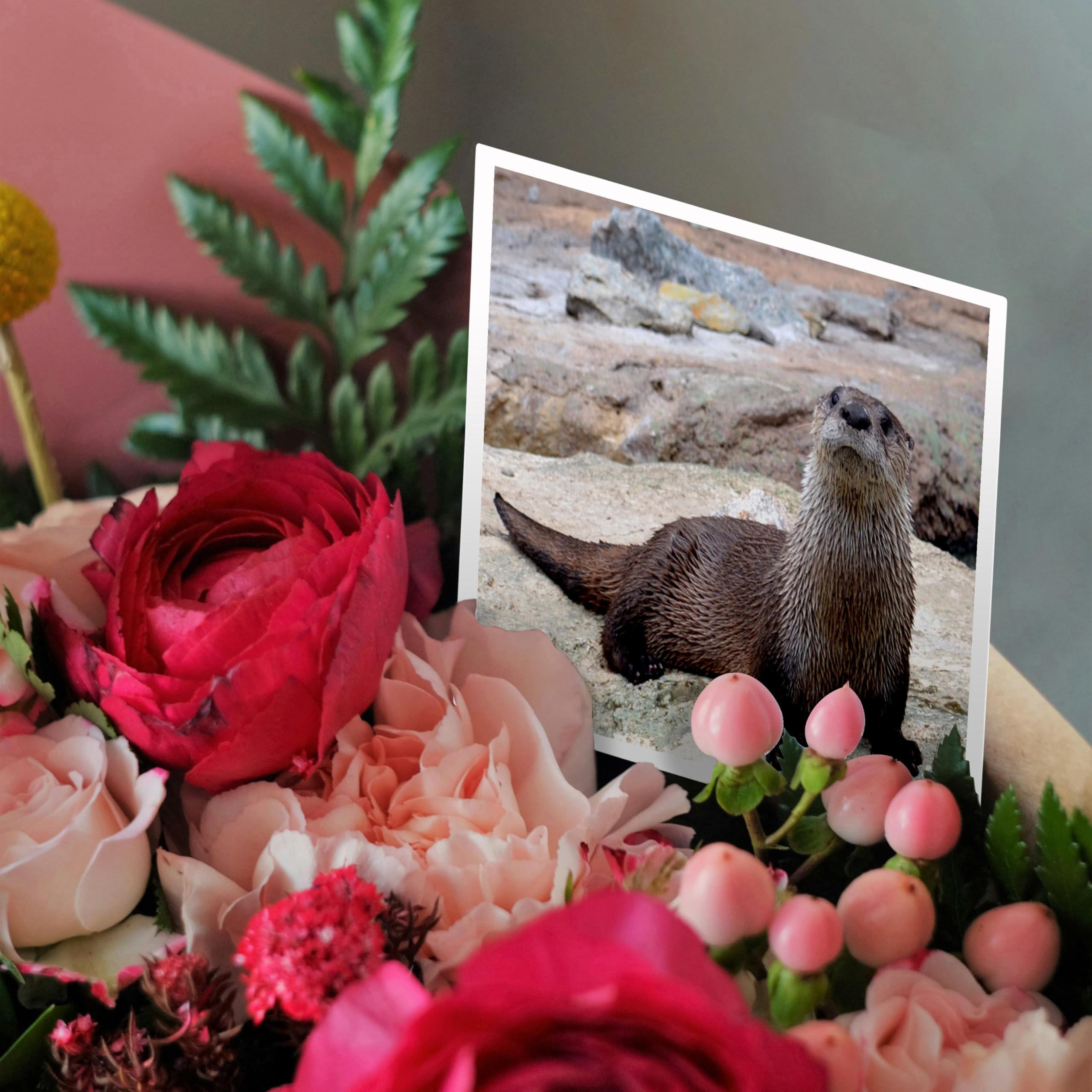 Otter Greeting Card - Cute Otter Picture by WhiteOak Photography - Perfect for Birthdays, Thank You Notes & Animal Lovers