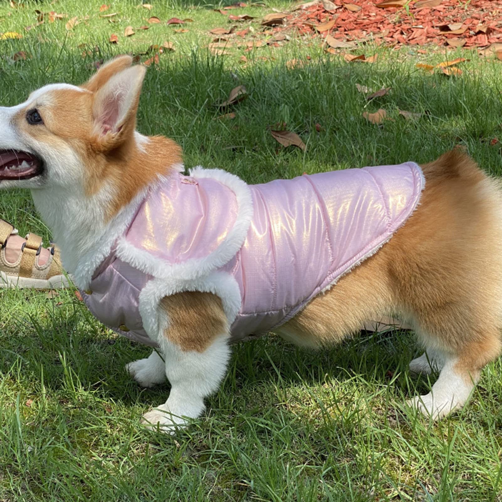Small Dog Winter Jacket - Windproof & Warm Pet Coat for Puppies, Fashionable Blue XL - Perfect for Outdoor Walks & Cold Weather Protection