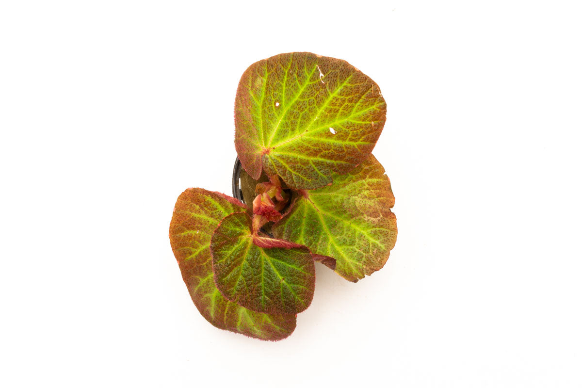 Begonia Soli Mutata - Rare Exotic Begonia Plant for Home & Garden Decor | Perfect for Indoor Houseplants, Office Spaces, and Tropical Landscaping