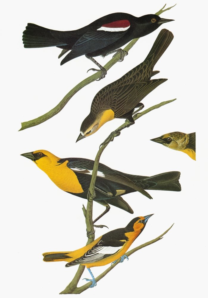 Audubon Blackbirds Art Print - Tricolored, Yellow-Headed Blackbird & Bullock's Oriole Engraving by John James Audubon | Vintage Bird Wall Decor for Home, Office & Nature Lovers