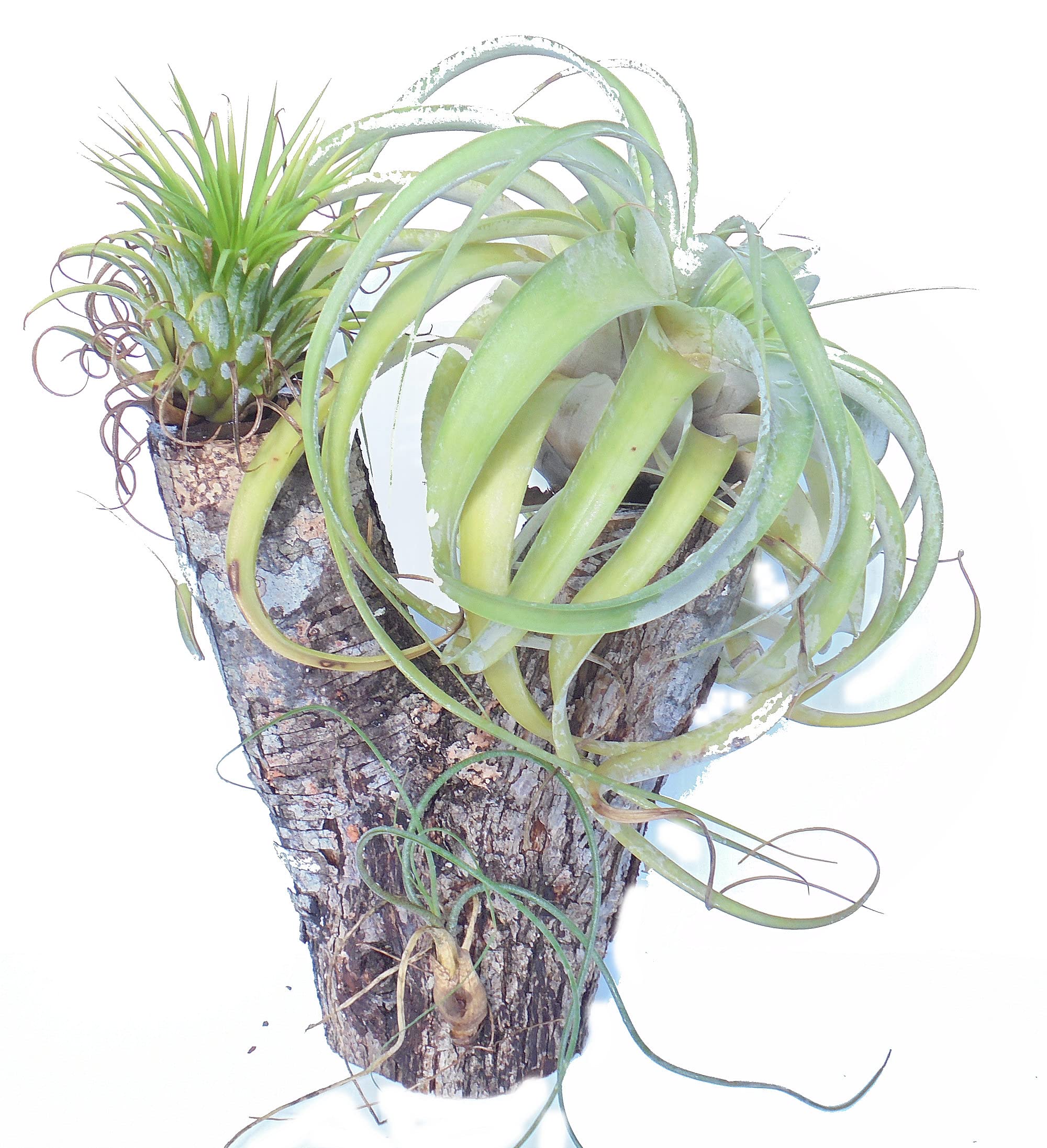 Orchid Creations Air Plants Mounted on Wood #2 - Unique Home Decor for Living Room, Office & Gift Ideas