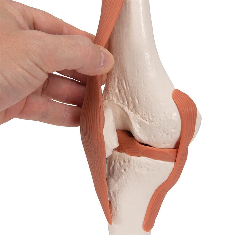 Functional Knee Joint Model - Anatomical Medical Teaching Aid for Students & Professionals | Ideal for Classroom, Lab & Home Study