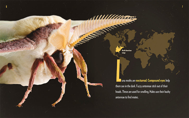 Luna Moths Book - ISBN 9781640261198 - Perfect for Nature Lovers & Entomology Enthusiasts