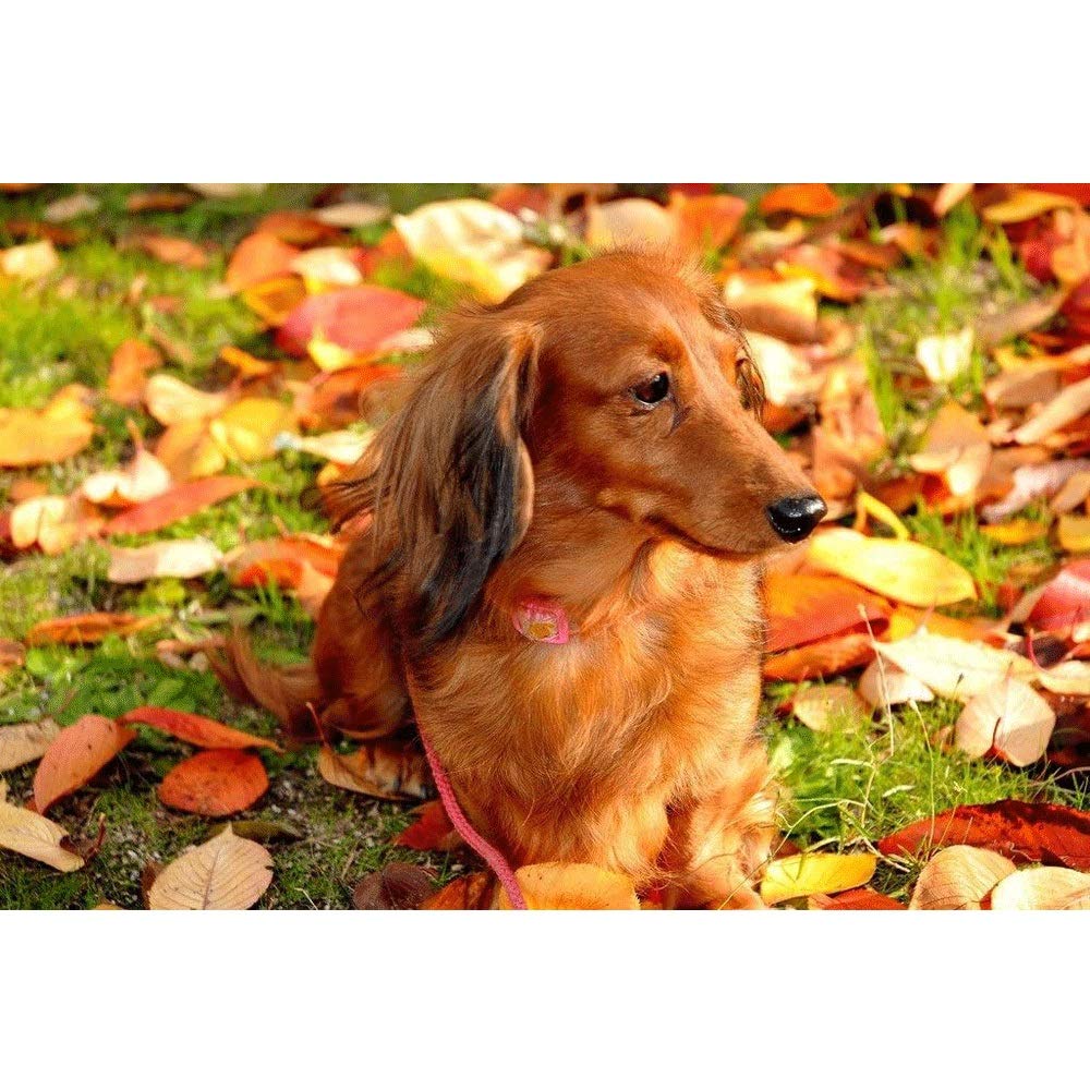 Premium 3000-Piece Dachshund Jigsaw Puzzle for Adults - Challenging Large Floor Puzzle with Vibrant Artwork, Perfect for Family Game Night, Stress Relief & Home Decor (Color: Partition)