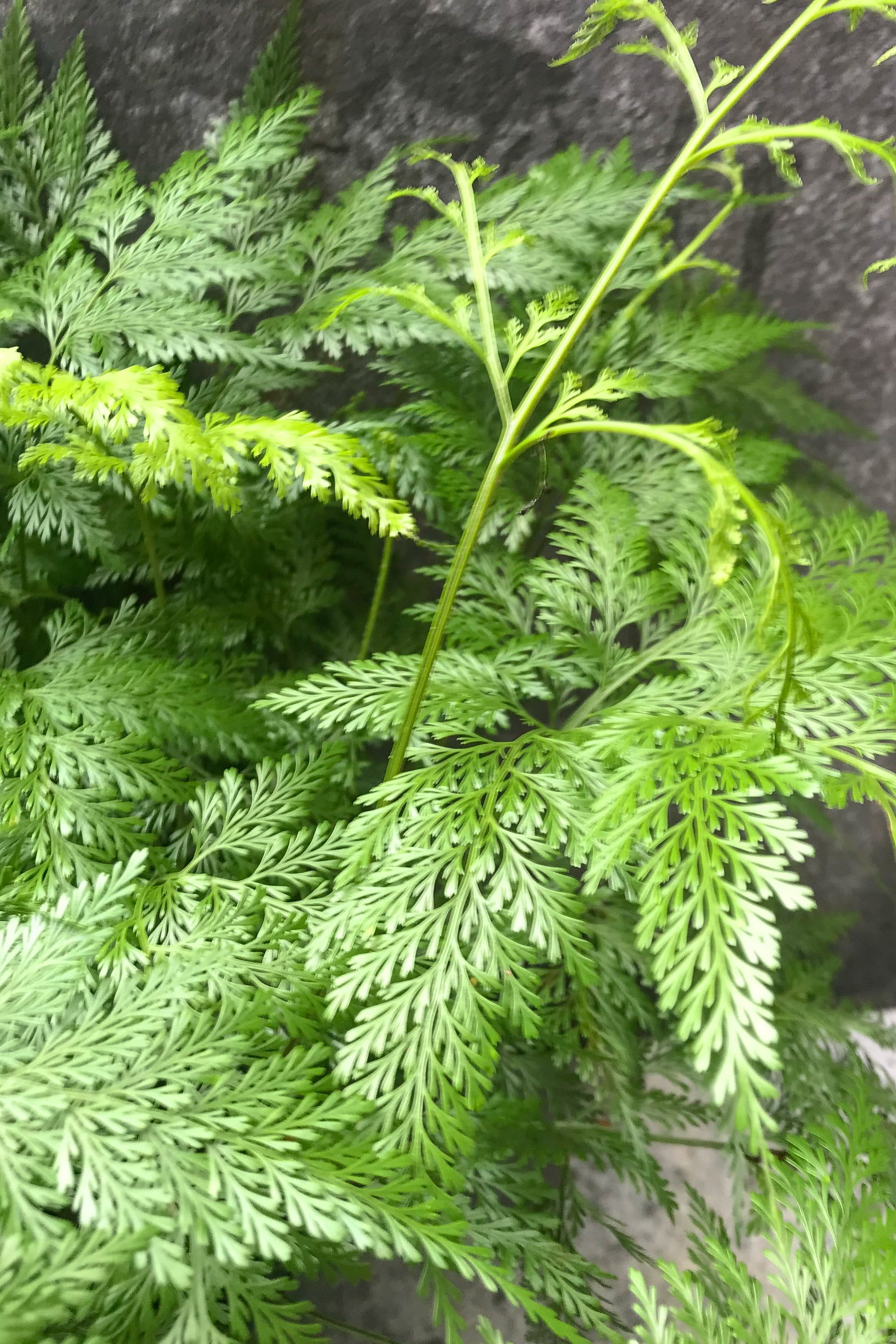 Davallia Canariensis Deer Foot Fern - 8 Inch Live Plant for Indoor & Outdoor Gardening | Perfect for Home Decor, Terrariums, and Shaded Gardens