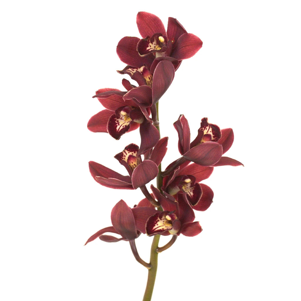 Blushing Burgundy Mini Cymbidium Orchids - Elegant Artificial Flowers for Home Decor, Wedding Centerpieces & Office Desk Arrangements
