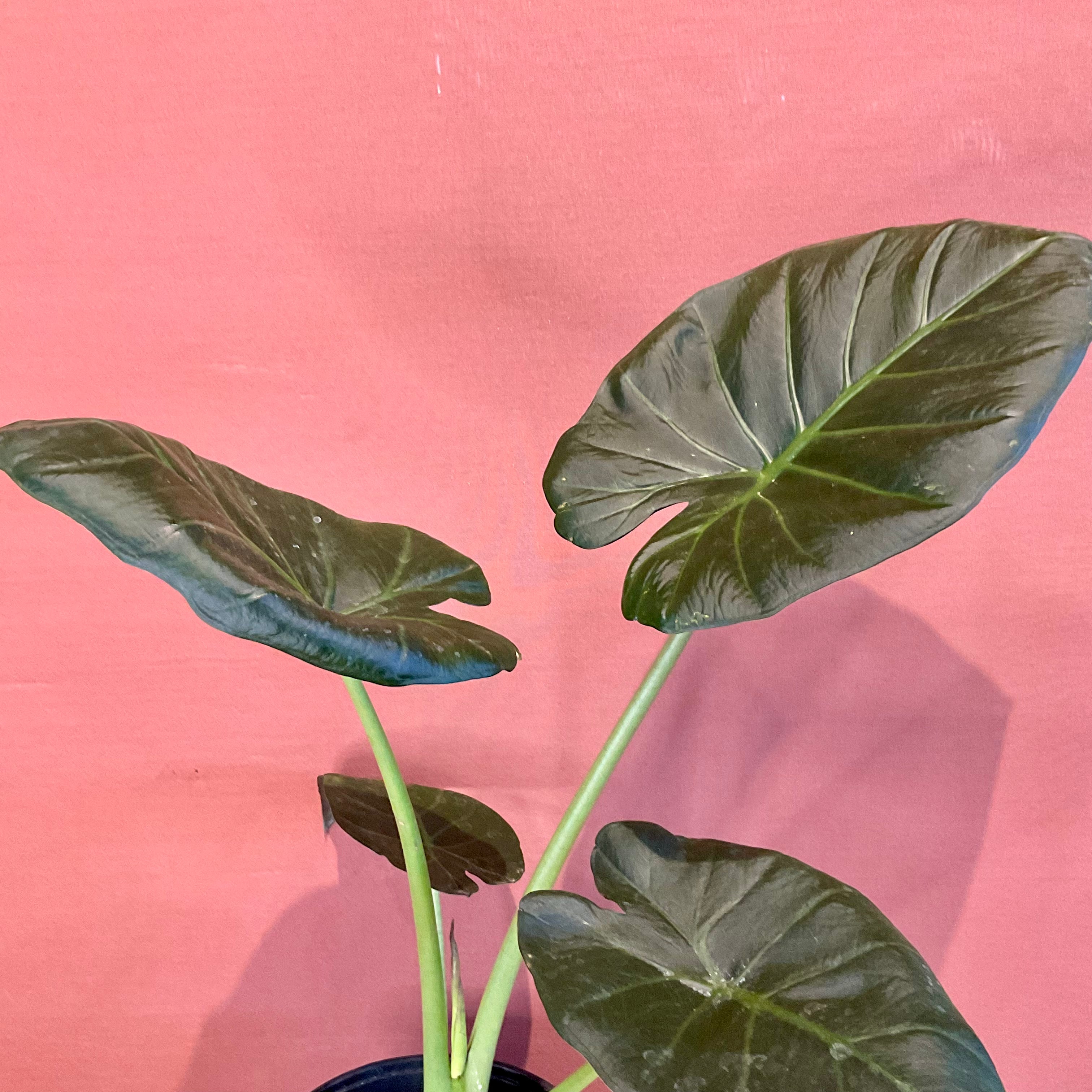 Alocasia Wentii Medium - Rare Tropical House Plant for Home & Office Decor - Perfect for Indoor Gardens and Plant Lovers