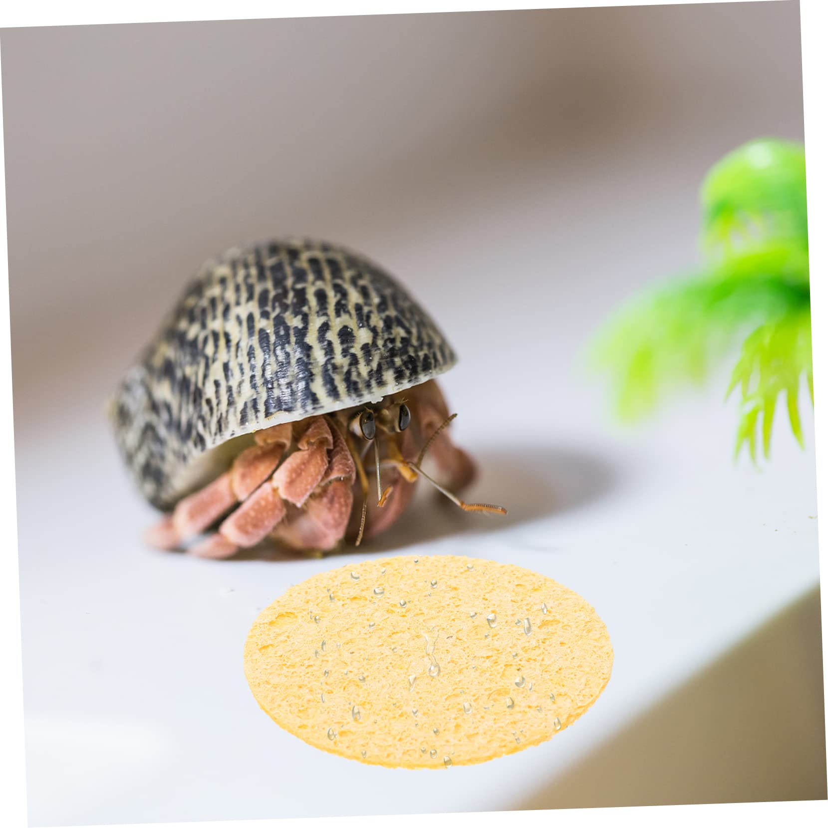 Premium Hermit Crab Cleaning & Drinking Sponges - 12 Pack Natural Safe Sponge Set for Pet Crab Habitat - Ideal for Terrarium, Cage & Tank Maintenance