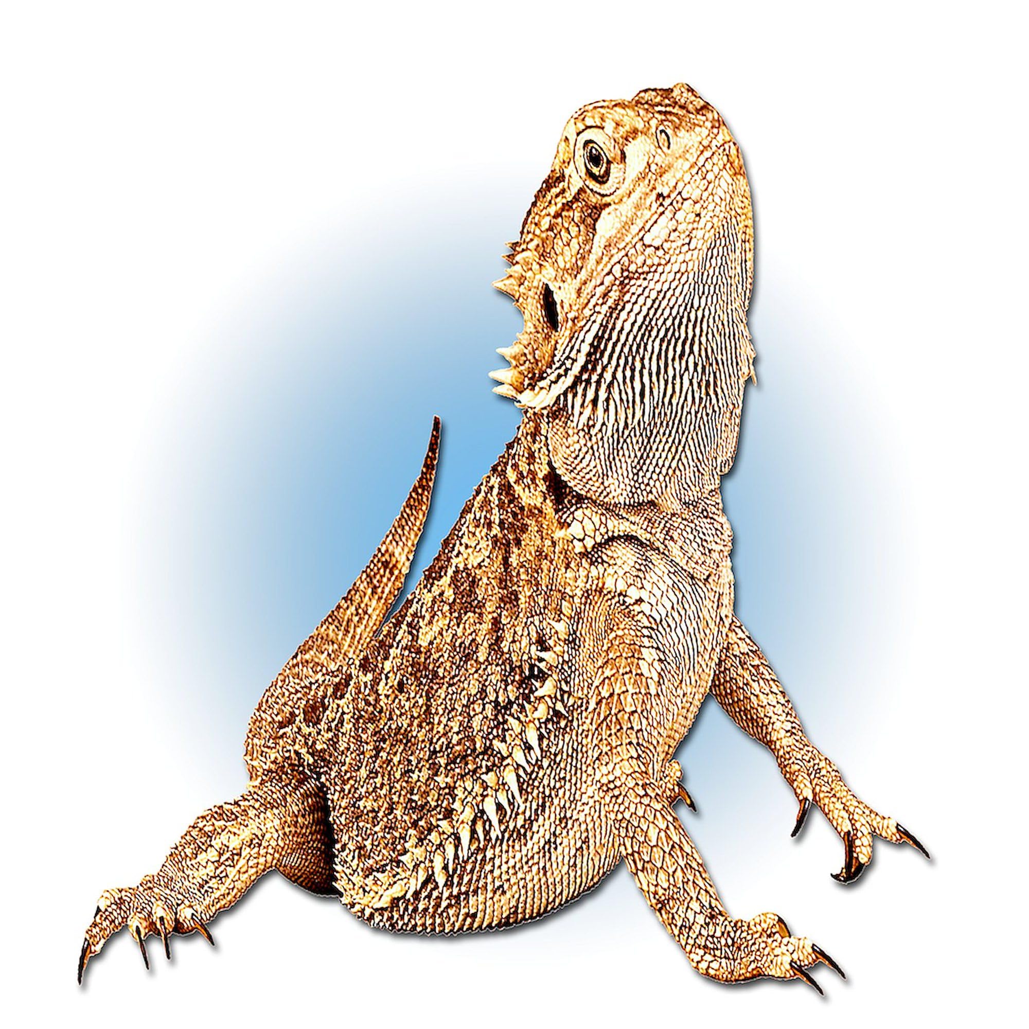Bearded Dragon Tote Bag - Natural Canvas Reusable Shopping Bag for Pet Lovers | Eco-Friendly Grocery Tote for Reptile Enthusiasts & Daily Use