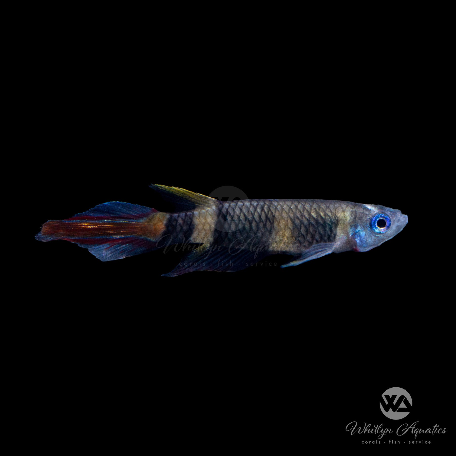 Clown Killifish (Epiplatys annulatus) - Live Tropical Fish for Aquariums | Perfect for Nano Tanks & Community Aquascaping
