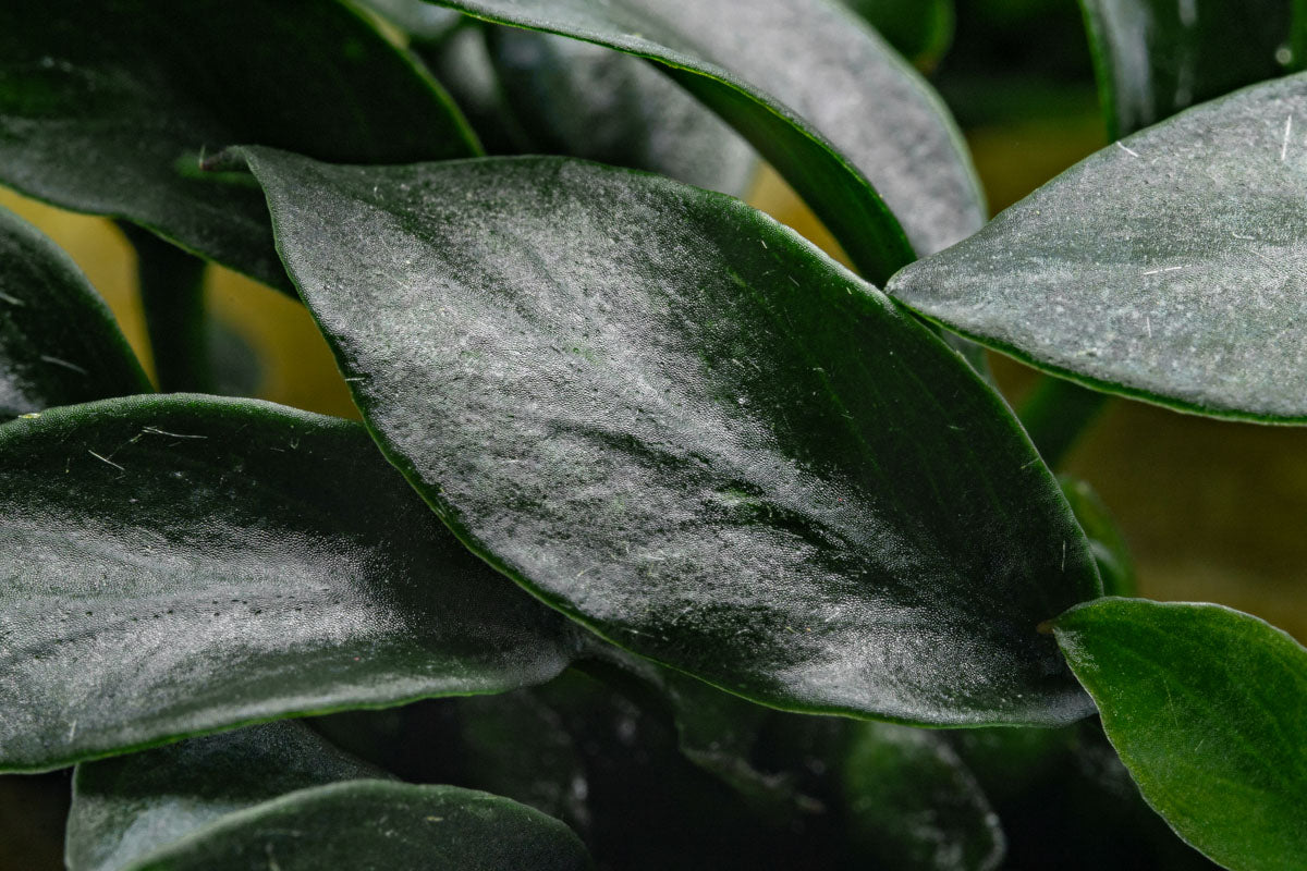 Anubias Jungle Star Aquatic Plant - Live Freshwater Aquarium Plant for Fish Tanks, Low Light & Easy Care - Perfect for Aquascaping, Shrimp Tanks & Natural Decor