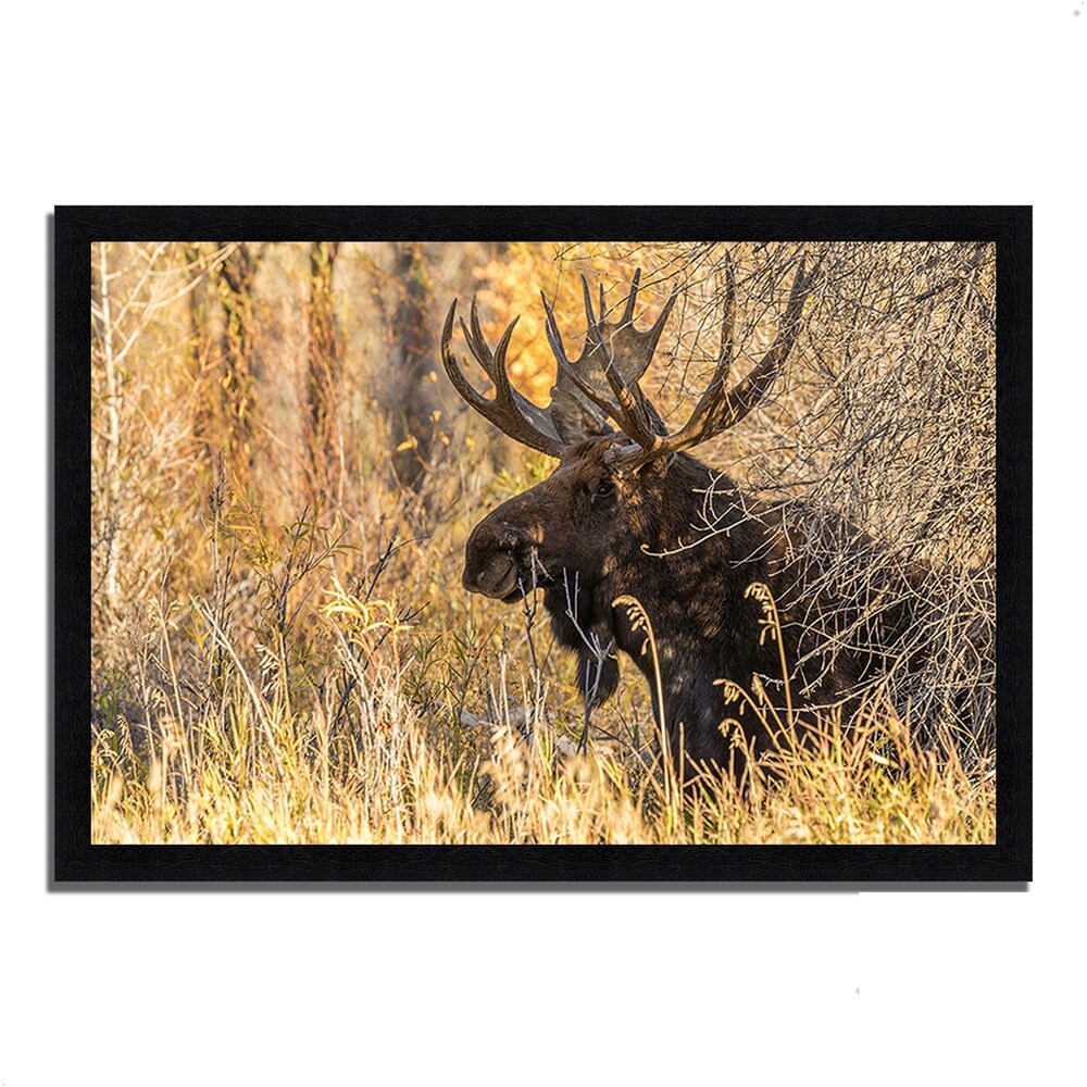 Black Antler Moose Framed Wall Art - Premium Wildlife Photography Print for Home, Office & Cabin Decor