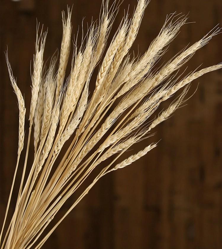 Natural Dried Wheat Bouquet - Rustic Farmhouse Dried Floral Arrangement for Home Decor, Wedding Centerpieces, and Fall Table Settings