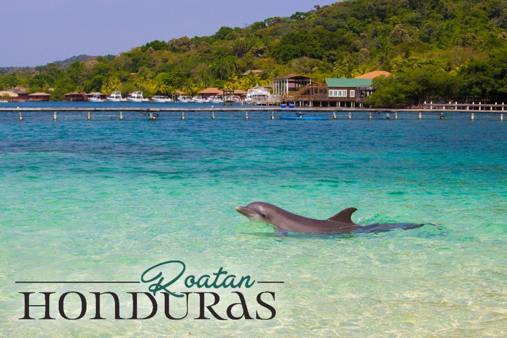 Dolphin Swimming Metal Art - 16x24 Gallery Quality Aluminum Wall Decor for Home & Office - Honduras Roatan Inspired Coastal Theme