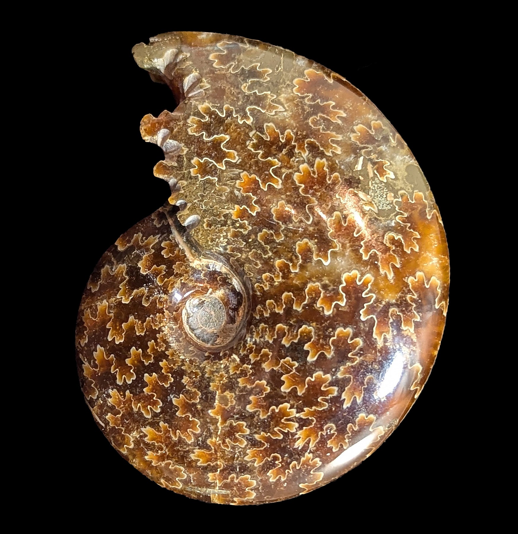 Polished Whole Ammonite Fossil - Natural End Chambered Specimen for Home Decor, Jewelry Making & Educational Display | Perfect for Geology Enthusiasts & Collectors