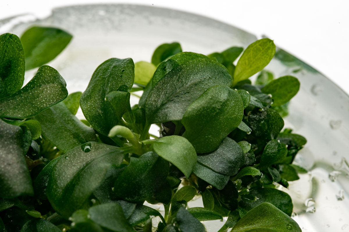 Bucephalandra Sintang Green Tissue Culture - Live Aquatic Plant for Aquarium, Terrarium & Paludarium | Easy Care Freshwater Plant for Fish Tanks, Shrimp Tanks & Aquatic Landscaping