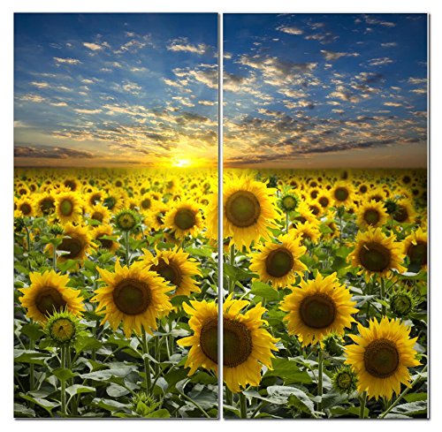 1501 - Sunflowers