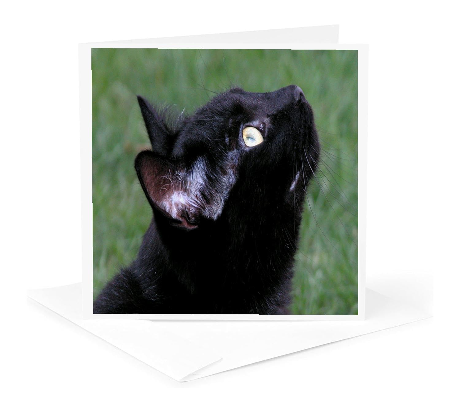Black Cat Looking Up Greeting Card - Cute Cat Photography - Perfect for Birthdays, Holidays & Special Occasions