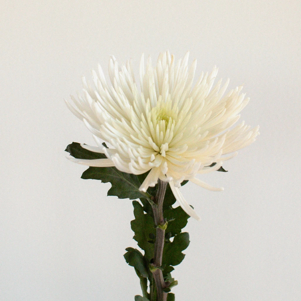Anastasia White Spider Mum Flowers - Premium Artificial Silk Flowers for Home Decor, Wedding Bouquets, and Floral Arrangements