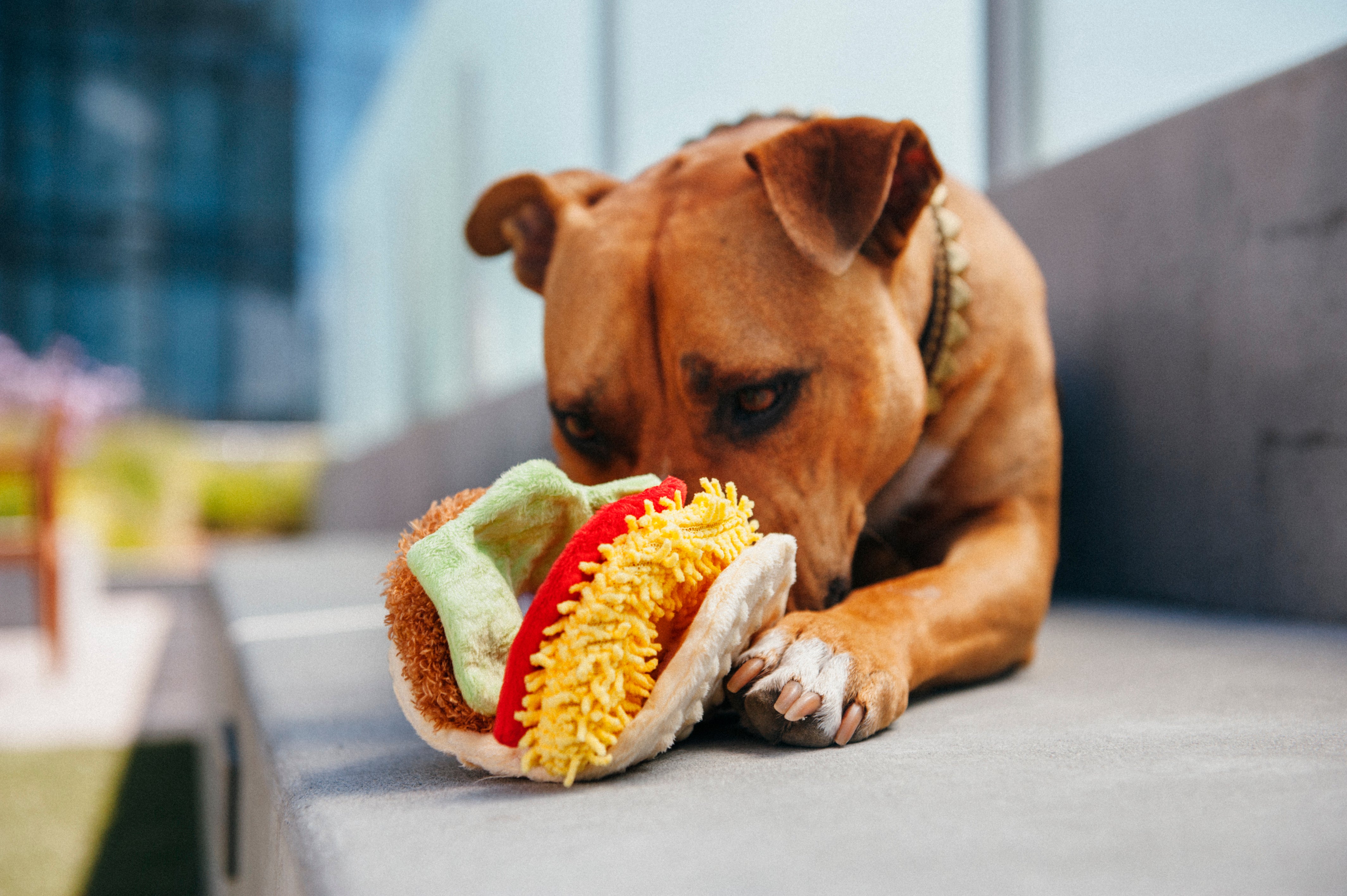 El Taco Dog Plush Toy - International Classic™ Chew-Resistant Squeaky Stuffed Animal for Pets | Perfect for Playtime, Training & Cuddling | Pet P.L.A.Y.