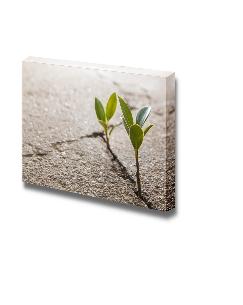 Modern Weed Growing Through Crack in Pavement Canvas Wall Art - 32