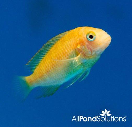 Golden Fire Cracker Tropheus Sp. Moliro Cichlid Fish - Premium African Cichlid for Aquarium & Fish Tank Decoration