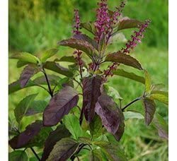 Organic Karunthulasi Powder (Black Tulsi) - 900g (9x100g Pack) | Krishna Thulasi, Ocimum Sanctum | Herbal Supplement for Immunity & Stress Relief | Perfect for Tea, Cooking & Ayurvedic Remedies