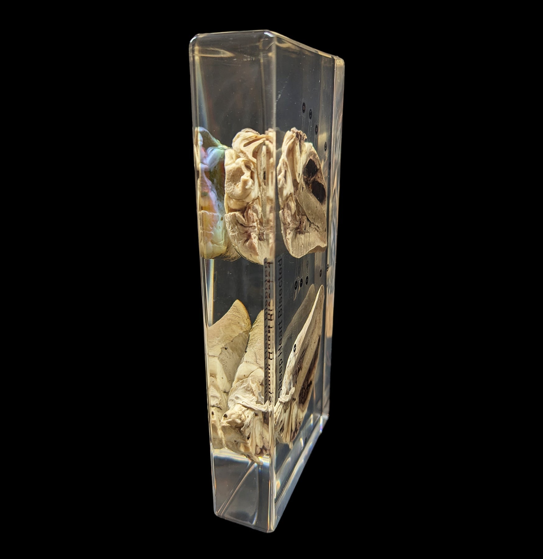 Sheep Heart Cross-Section Acrylic Block - Anatomical Specimen for Biology Education & Medical Study - Perfect for Classroom, Lab & Science Enthusiasts