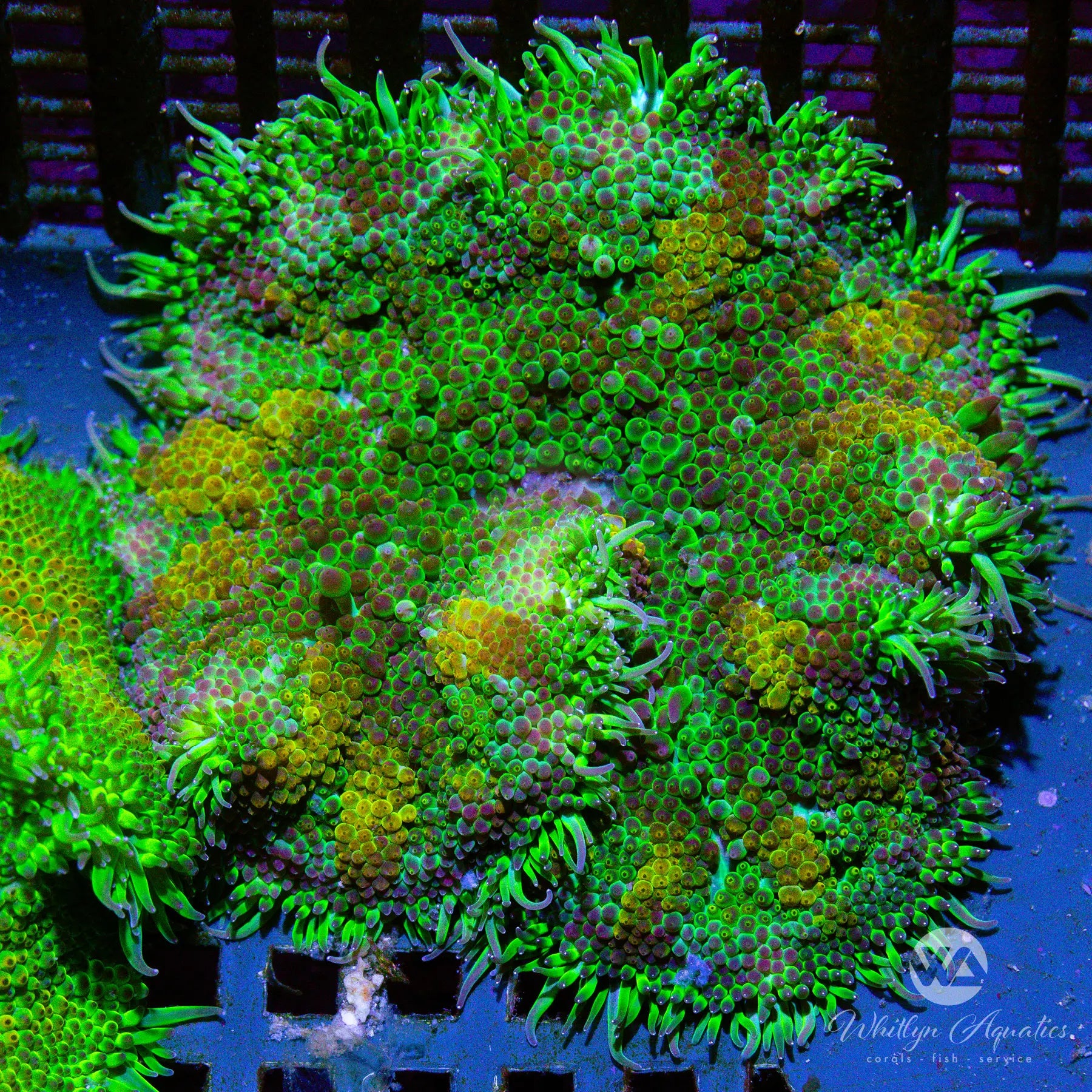 D54 Maxi Mini Carpet Anemone - Live Saltwater Coral for Reef Aquariums | WYSIWYG | Perfect for Nano Tanks and Marine Displays
