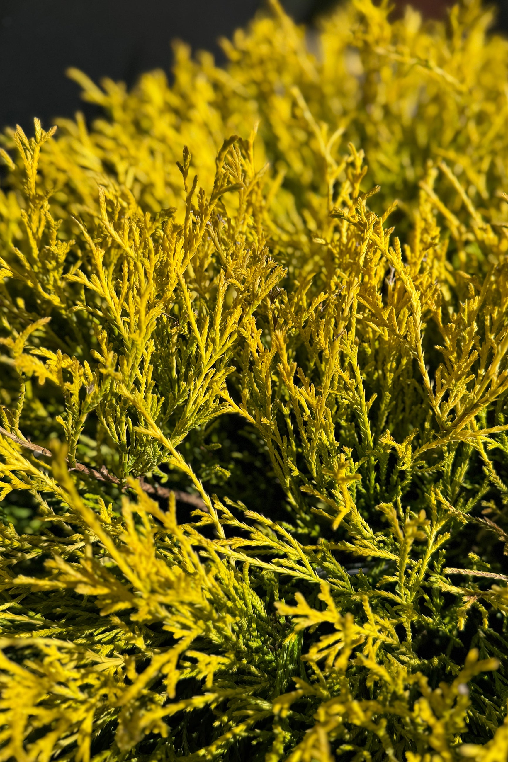 Golden Mop False Cypress (Chamaecyparis pisifera) - #3 Container Size | Evergreen Shrub for Landscaping & Garden Decor