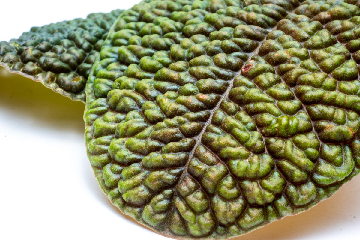 Ardisia Dino - Premium Indoor House Plant for Home & Office Decor | Perfect for Living Rooms, Bedrooms & Workspaces