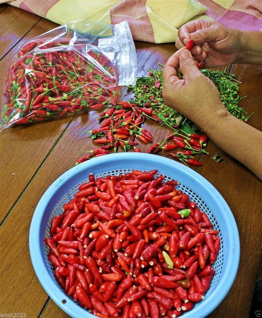 10 GUAM BOONIES (DONIE SALI) Pepper Seeds (Capsicum frutescens) - Heirloom Hot Chili Peppers from Guam - Perfect for Home Gardening, Spicy Cooking & Unique Gifts