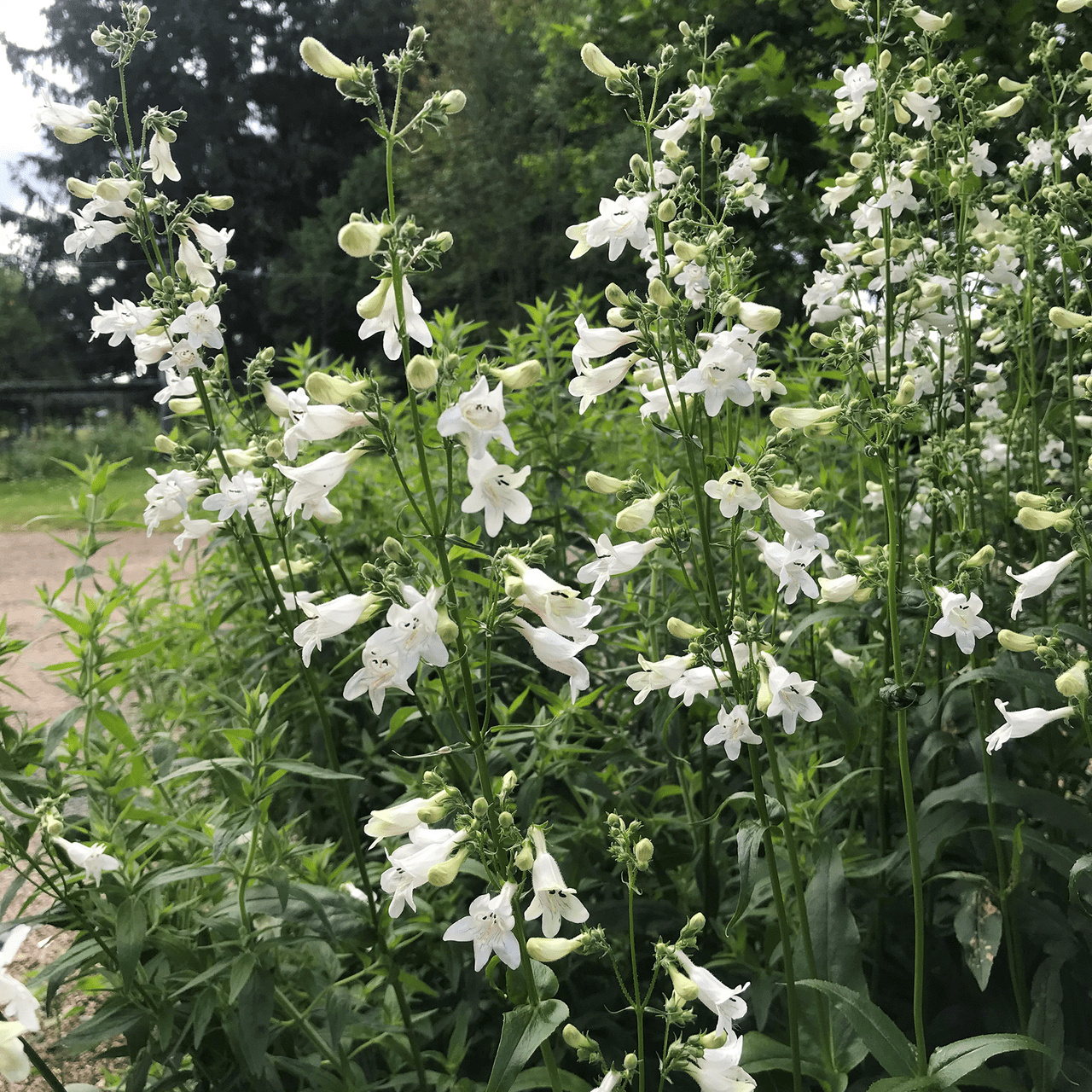 Smooth Penstemon Seeds (Penstemon digitalis) - Native Wildflower for Pollinator Gardens & Landscaping