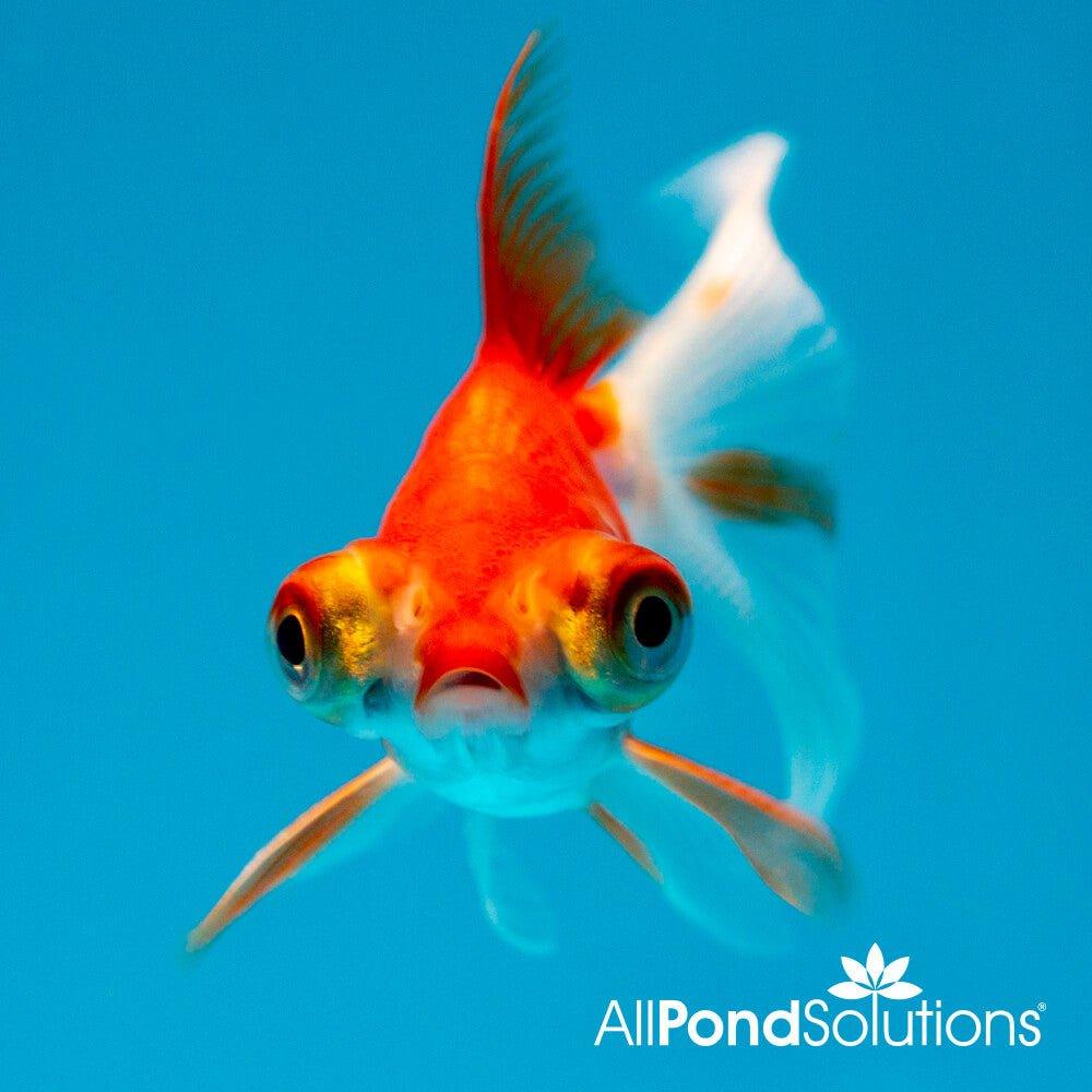Telescope Eye Goldfish (Carassius auratus) - Unique Fancy Goldfish for Aquariums & Fish Tanks | Perfect for Home Decor & Aquatic Hobbyists