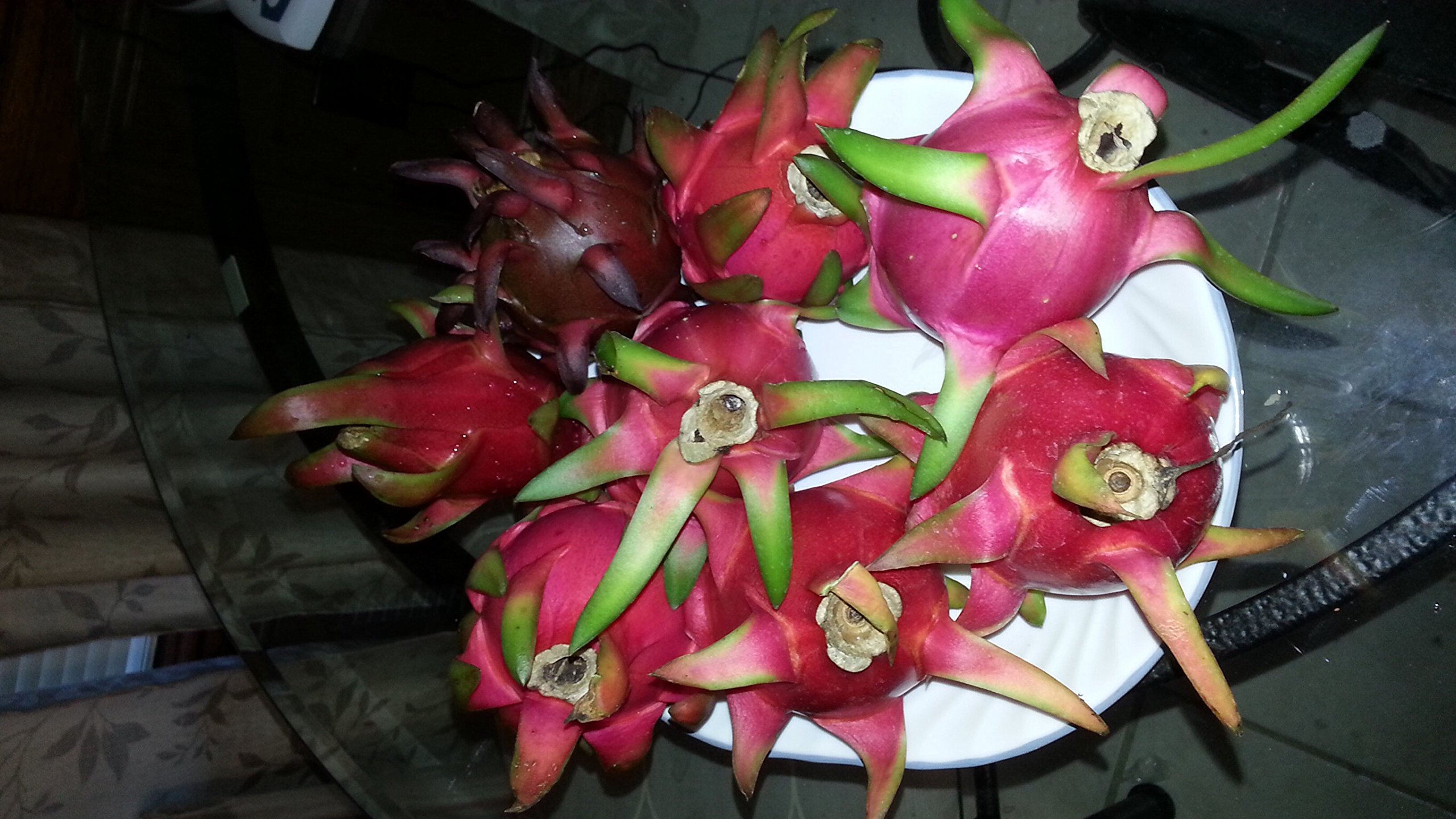 Organic White Dragon Fruit Cuttings - 3 Pack for Home Garden Planting | Fresh Pitaya Stem for DIY Gardening, Landscaping & Tropical Fruit Cultivation