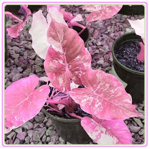 5PCS Fugalaucm Elephant Ears Bulbs - Perennial Flowering Plants for Garden & Pots - Easy to Grow Tropical Tubers for Outdoor Landscaping & Indoor Decor