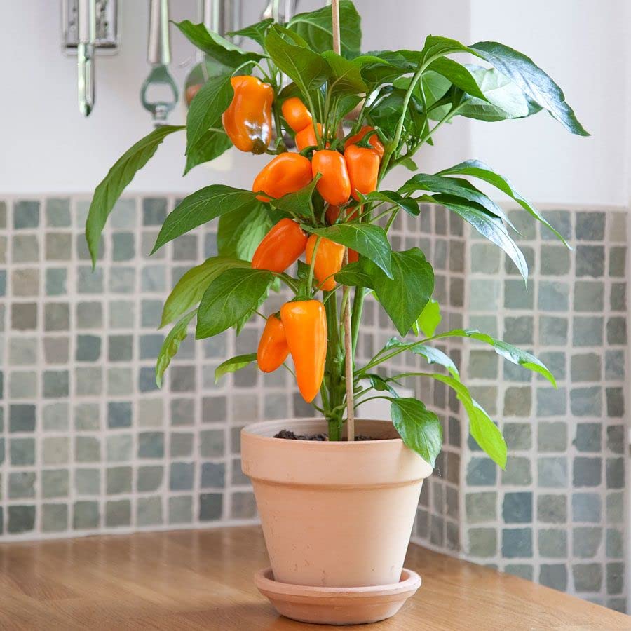 Minis Fresh Bites Orange
