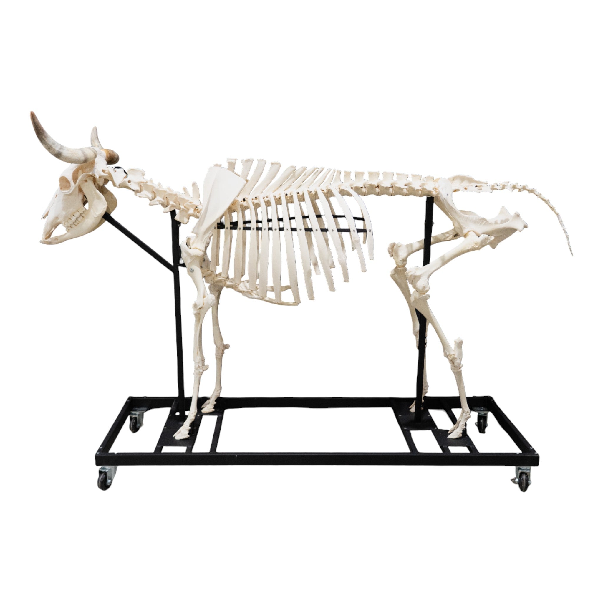 Articulated Real Domestic Cow Skeleton - Anatomical Model for Veterinary Study, Biology Education & Halloween Decor