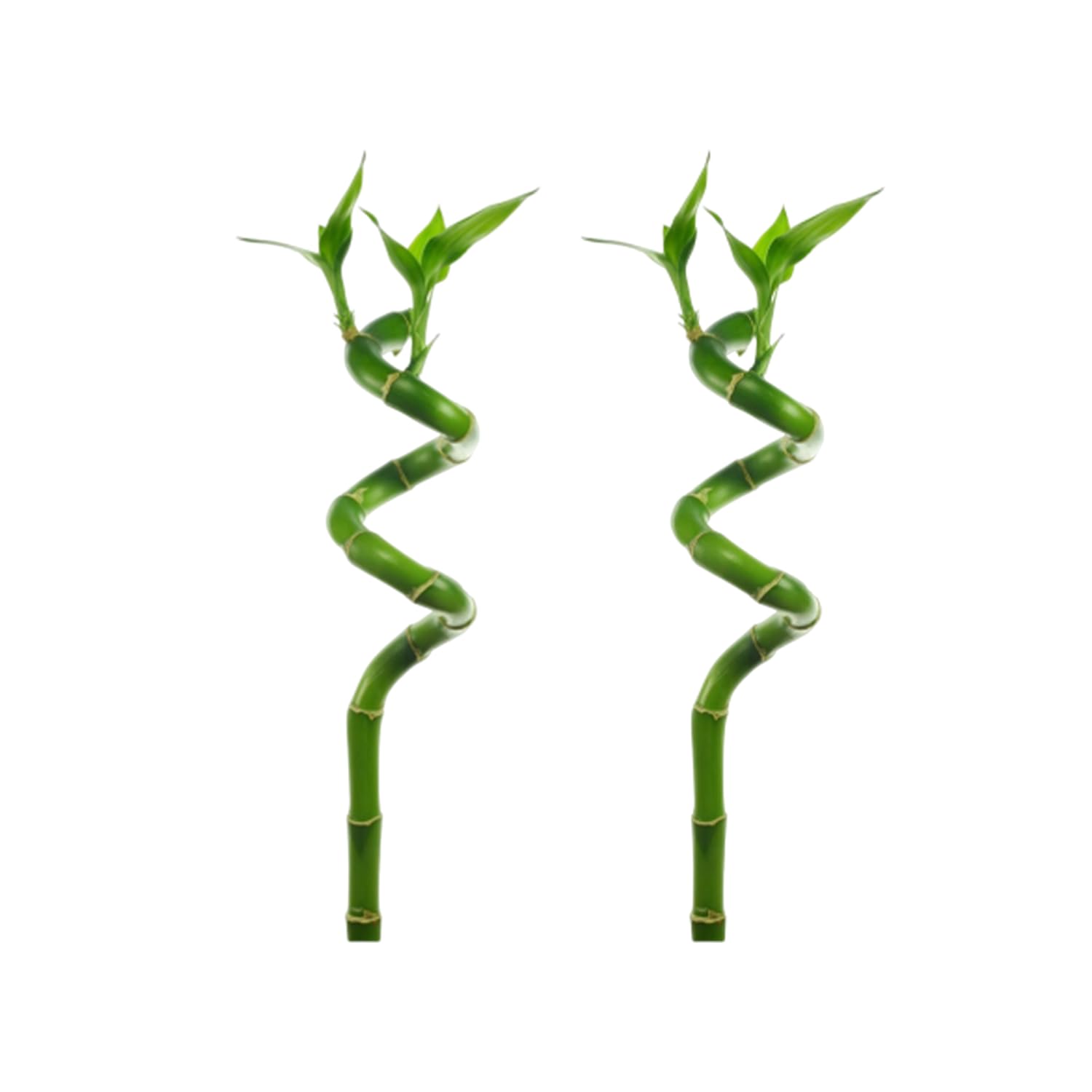 Lucky Bamboo Plant (Dracaena Sanderiana) - 2 Pack Curly Stems - Natural Organic Indoor Houseplant - Easy Care Low Light Aquatic Plant for Home Office Desk Decor, Feng Shui Gift & Zen Garden