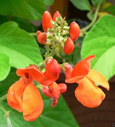 Organic Scarlet Emperor Runner Bean Seeds - Non-GMO British Heirloom Variety, 50 Count | Perfect for Home Gardening, Vertical Trellis Planting & Sustainable Farming