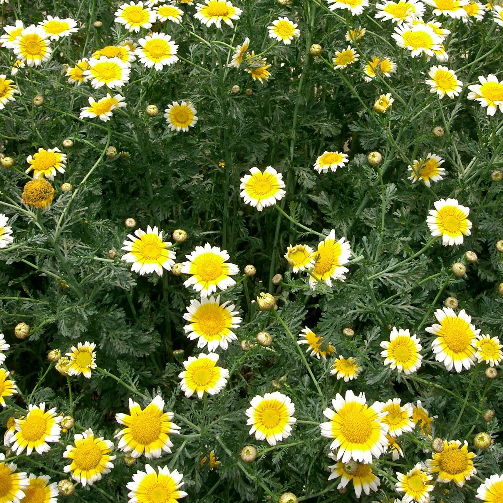 Edible Chrysanthemum Seeds (Glebionis coronaria) - 75 Organic Shungiku Seeds for Planting - Grow Your Own Japanese Greens for Salads, Stir-fries & Garnishes